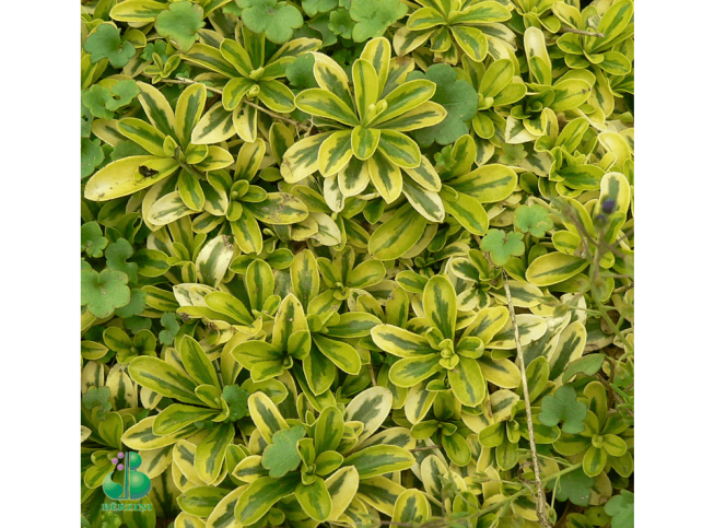 Arabis ferdinandi-coburgi   'Old Gold'